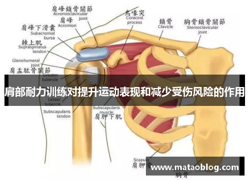 肩部耐力训练对提升运动表现和减少受伤风险的作用
